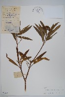 變葉樹參藏品圖，第1張