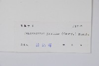 變葉樹參藏品圖，第2張