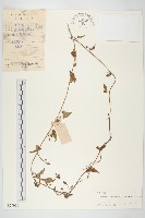 卵葉菜欒藤藏品圖，第1張