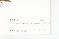 卵葉菜欒藤藏品圖，第3張