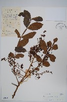 鹽膚木藏品圖，第1張