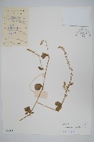 假川牛膝藏品圖，第1張