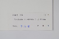 假川牛膝藏品圖，第2張