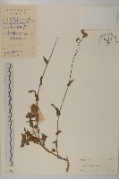 紫背草藏品圖，第1張