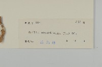 紫背草藏品圖，第3張