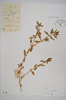 蓮子草藏品圖，第1張