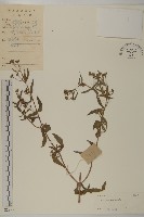 鱧腸藏品圖，第1張