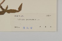 鱧腸藏品圖，第3張