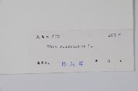 木蠟樹、山漆藏品圖，第2張