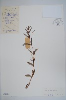 華鳳仙藏品圖，第1張