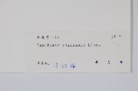 華鳳仙藏品圖，第2張