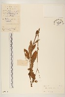 白仔菜藏品圖，第1張