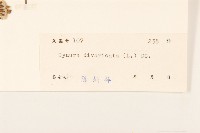 白仔菜藏品圖，第3張