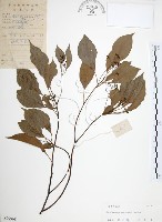 樟樹藏品圖，第1張