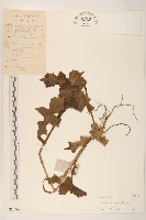 臺灣山苦苣藏品圖，第1張