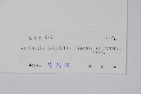 闊葉獼猴桃藏品圖，第2張