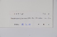 細葉蘭花參藏品圖，第2張