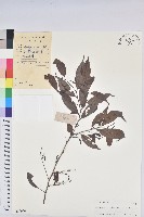 日本五月茶、南投五月茶藏品圖，第1張