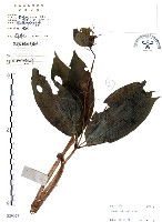 七葉一枝花藏品圖，第1張