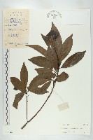 禿瓣杜英藏品圖，第1張