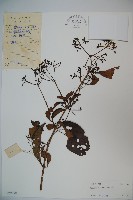 淡黃莢迷藏品圖，第1張