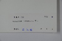 淡黃莢迷藏品圖，第2張