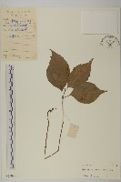 登錄號:S029997藏品圖，第1張