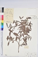 紅毛饅頭果藏品圖，第1張