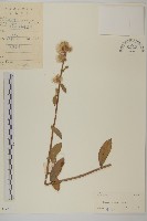 七里明艾納香藏品圖，第1張