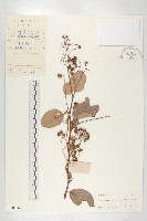 錫葉藤藏品圖，第1張
