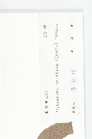 錫葉藤藏品圖，第3張