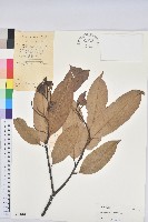 紅勾栲藏品圖，第1張