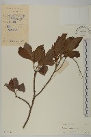 南嶺山柳藏品圖，第1張