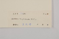 南嶺山柳藏品圖，第3張