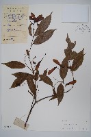 紅翅槭藏品圖，第1張