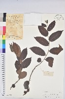 毛果算盤子藏品圖，第1張