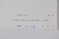 銅錘玉帶草藏品圖，第2張