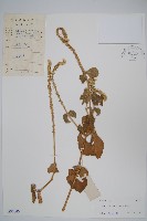 土牛膝藏品圖，第1張