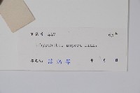 土牛膝藏品圖，第2張