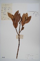 老鼠?、軟骨牡丹藏品圖，第1張