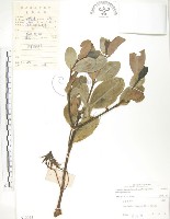 水筆仔藏品圖，第1張