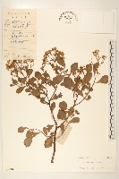 鯽魚膽、闊苞菊藏品圖，第1張