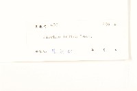 鯽魚膽、闊苞菊藏品圖，第3張