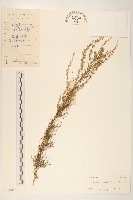 登錄號:S030052藏品圖，第1張