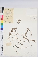 通奶草藏品圖，第1張