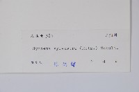 武靴藤藏品圖，第2張