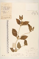 金腰箭藏品圖，第1張