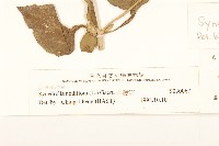 金腰箭藏品圖，第4張