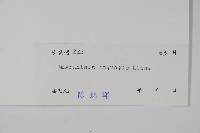 刺莧藏品圖，第2張