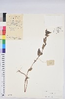 乳仔草藏品圖，第1張